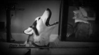 I knew Husky screams reminded me of something