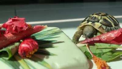 Major Tom really loves his Hibiscus