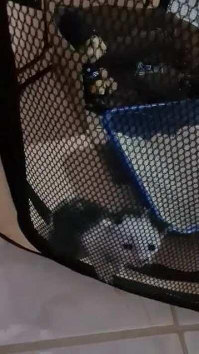 Smol criminal tries to break out of his cage