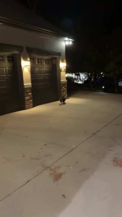 Trash panda’s been bulking for hibernation season