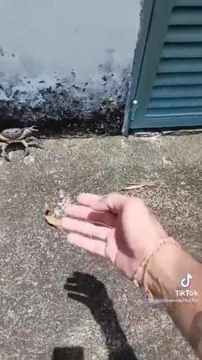 Cangrejo enojado con un humano 🤨.