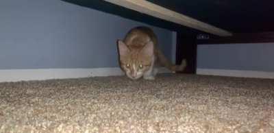 My cat always does a little butt-wiggle before he POUNCES