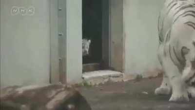 Big cats are the same as small cats