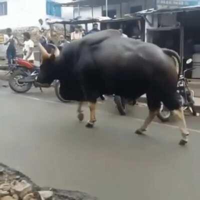 🔥 Wild Indian Gaur casually walking through the market of Kodaikanal. Absolute UNIT!