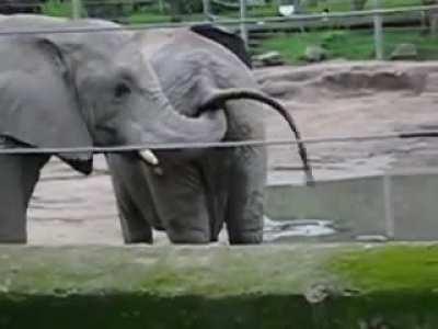 a very hungry elephant