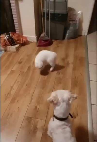 Let me show you the dance of my people