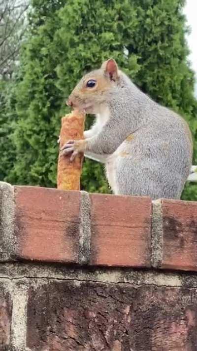 I see your doughnut squirrel and I raise you a taquito squirrel