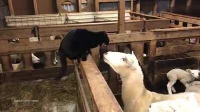Cat Messes With Sheep for fun (sheep gets revenge)