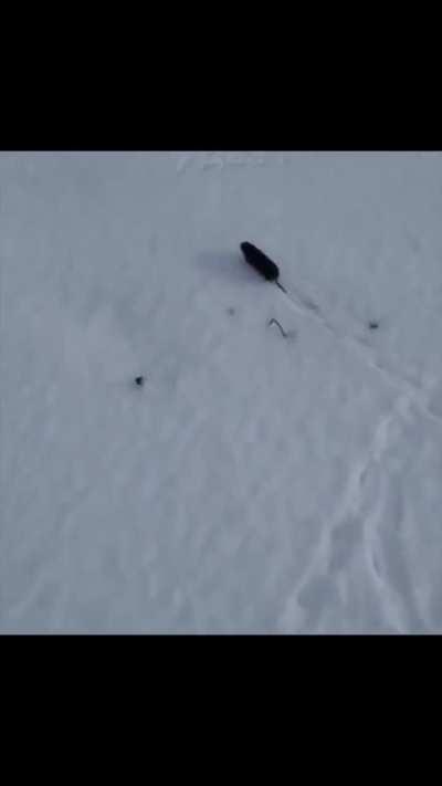 Kolegowie zobaczie jaki zwierzyniec tu mamy