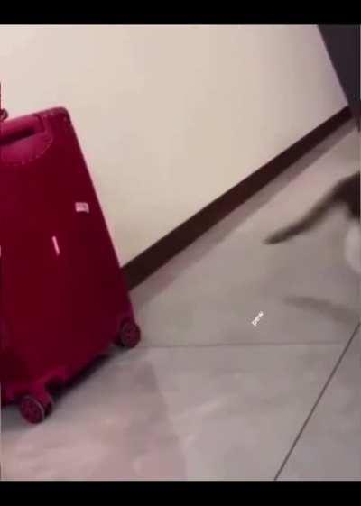 Maybe it’s nap time