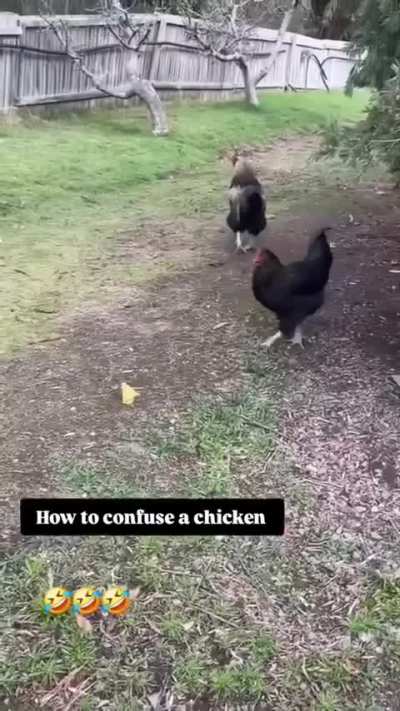 A guy uses a leaf to confuse a chicken