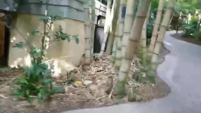 Secondhand embarrassment level: Extreme (Volume warning)