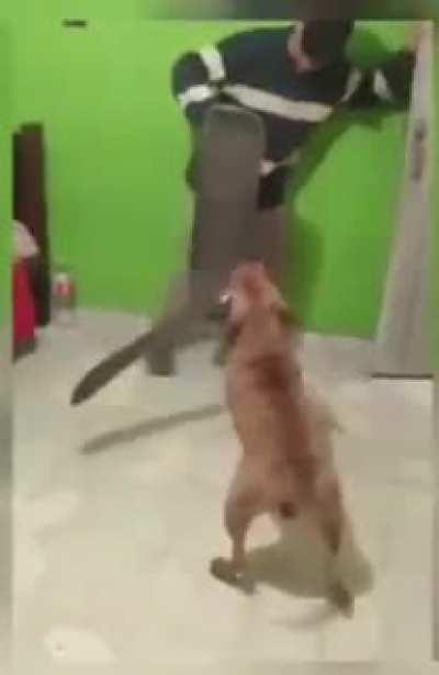 Doge vs. Cummies … tis the Crypto Wild West