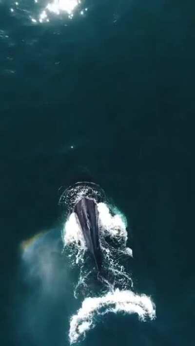 🔥 Humpback blows a rainbow 🌈