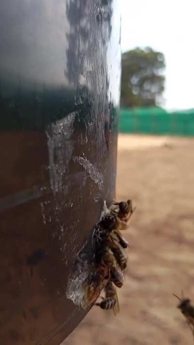 caught a swarm in a bucket (Cape Town)