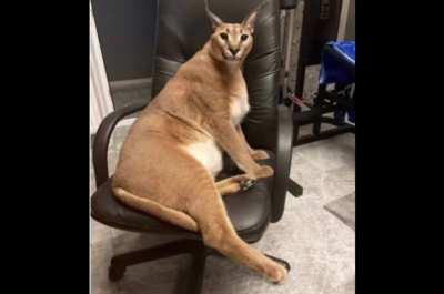 The Notorious .F.L.O.P- Big Floppa [Clean]