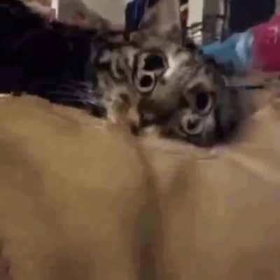 Timmy cuando se despertó