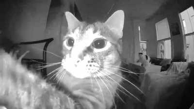 Please enjoy a video of my cute boy Gizmo trying to get a snack from the kitty camera because it can shoot treats
