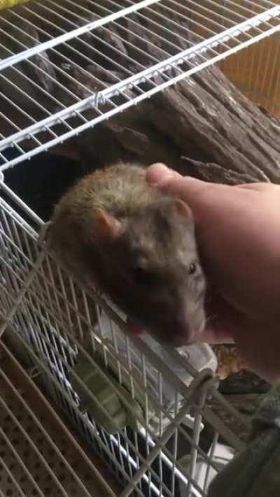 Rat.