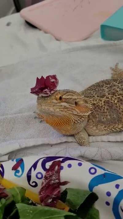 Petunia knows the rules. Rejected noms become hats.