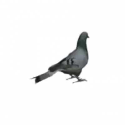 pigeon spin