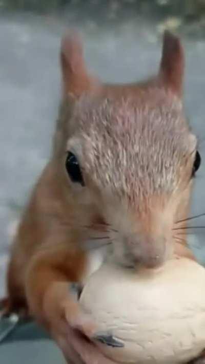 How to perfectly crack open a walnut? (pro technique)