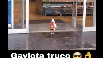 Gaviota truco😎😎😎