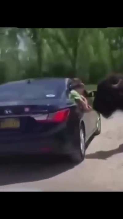 Kid hanging out the window at a bison farm gets rocked.
