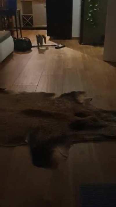 Startled by her own reflection