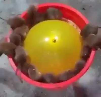 Market bubble explained for dummies