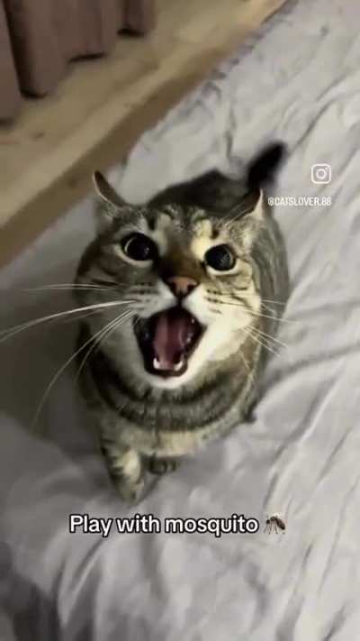 🔊🔊🔊🔊🦟🦟🦟🦟