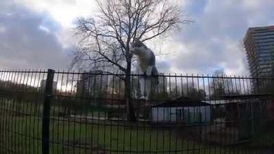 How to adopt a hooman