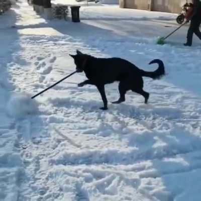 Dog helping his human..