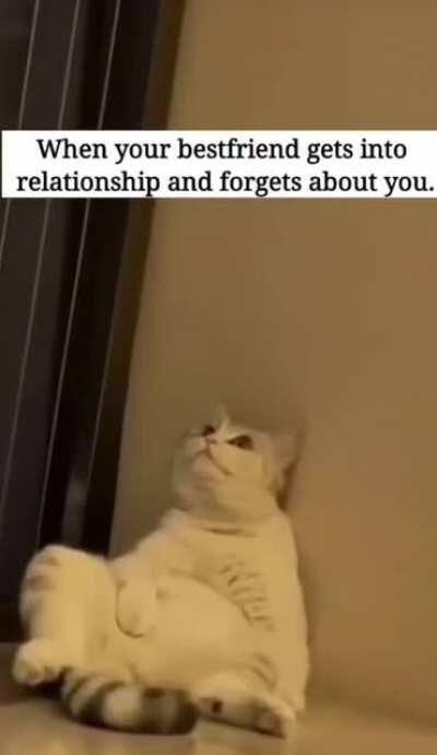 Sad kitty lost its best friend.