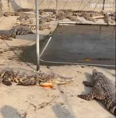 nope, no fish for you!