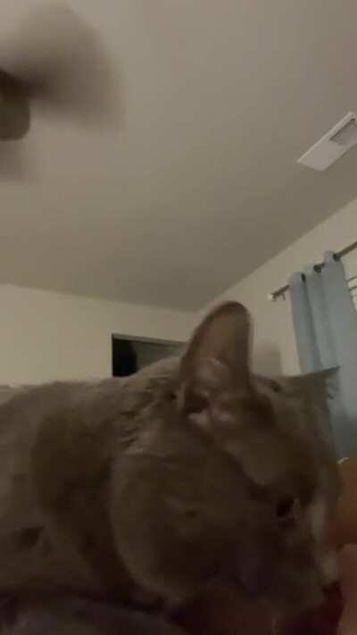 This is Shmoo. Her favorite time to get pets is at night when everyone is trying to sleep. Don’t worry she got all the love following this video