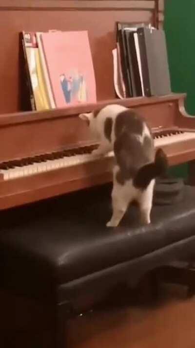 Musical cat taps