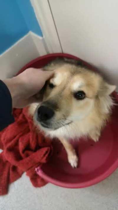 I went to a sanctuary to see the rescue dog I'm adopting. She's from Romania and despite having a rough start to life, she's perfectly derpy. She'll fit right in at my house.