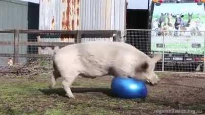 Ball! :D ... Ball :'(