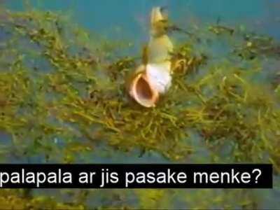 BLEMBA LIETUVIAI GAUDO MENKE