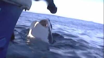 Guy pets great white shark