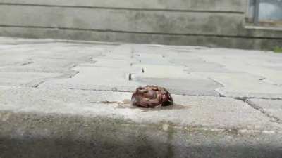 Quick snail crush with sneakers