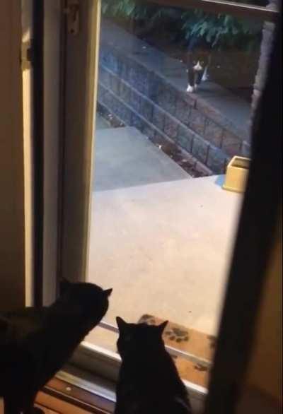 the fastest mittens in the west