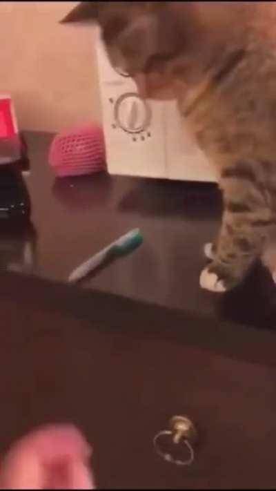 That stay on the floor, hooman