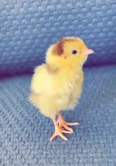 Omg.. found this throwback video of my Chicker and had to share 😭