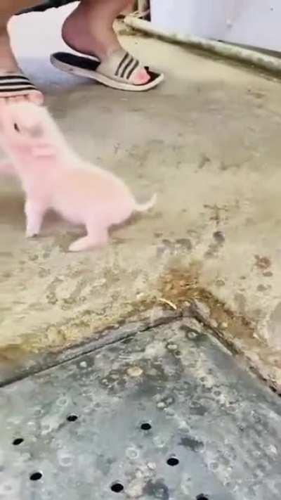 Do pig tippy taps count?