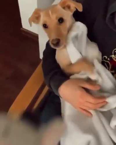 cale a boca amigo, o doguinho esta a mimir