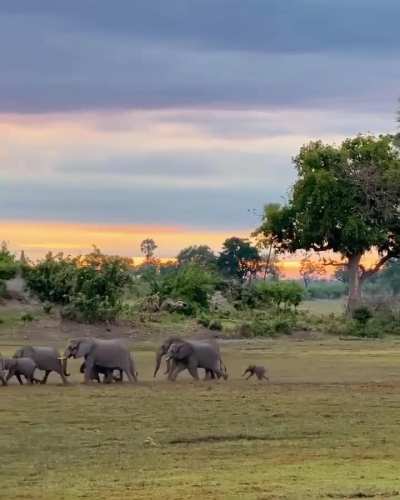 This heartwarming moment of a baby elephant running to catch up with its parents in the wild will brighten your day