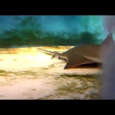 The aquatic spin-off we've all been waiting for