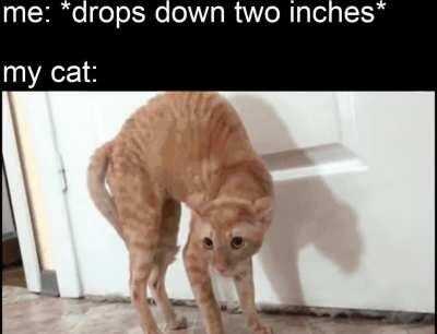 at least the dog still wants to play